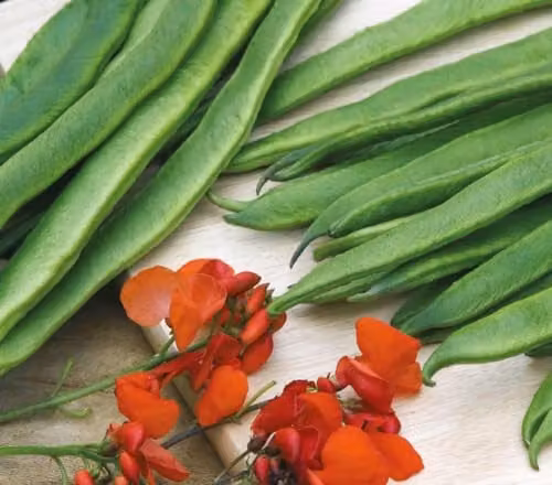 Mr Fothergill's Galaxy Stringless Runner Bean Vegetable Seeds, 50 g