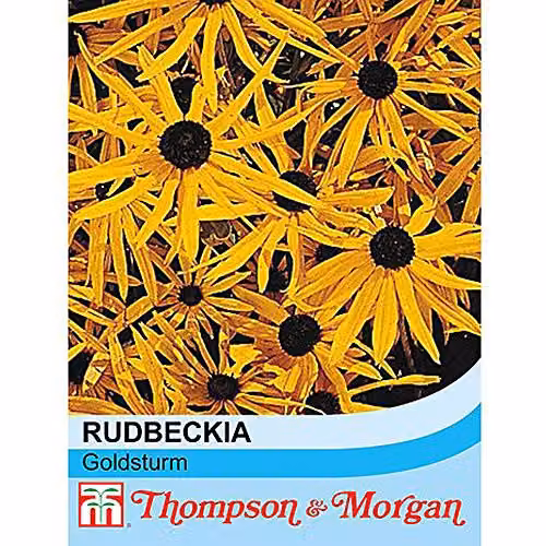 Thompson and Morgan Rudbeckia Goldsturm Hardy Perennial Yellow Flower Seeds, 100 Seeds – 1