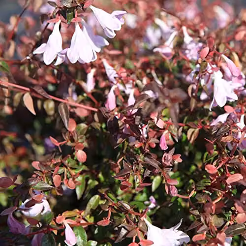 Thompson & Morgan Abelia Pinky Bells Ornamental Semi-Evergreen Hardy Shrub with Pink Blooms, 2 x 3-Litre Pots – 4