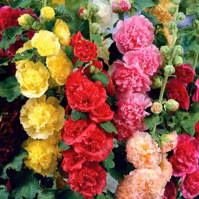 Marshalls Garden Hollyhock Chater's Double Mixed Pink Hardy Perennial