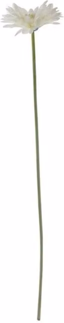 KDMD Essential White Gerbera 10 Pack