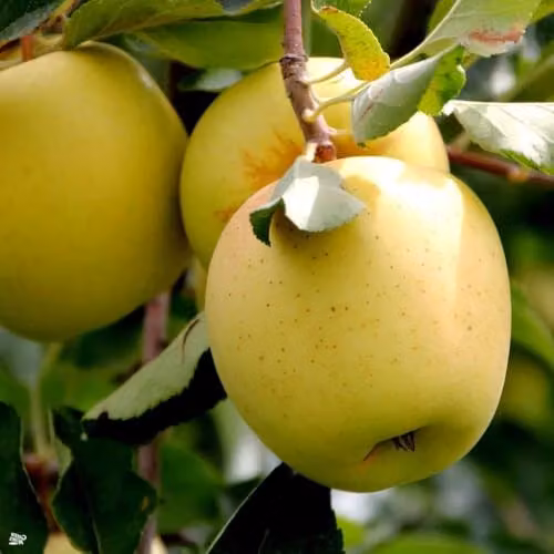 Direct Plants Blenheim Orange Apple Fruit Tree, 182.88 cm Tall, in a 12 Litre Pot