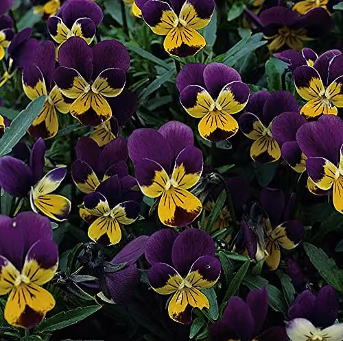 Thompson and Morgan Wild Pansy Viola Tricolor Flower Seeds, Multicolour and Purple, 75 Seeds