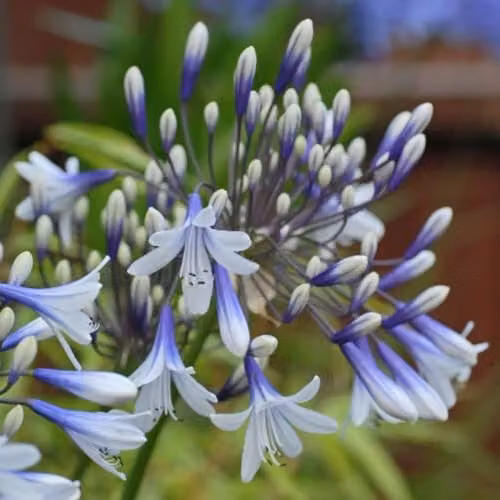 Thompson & Morgan Agapanthus Twister African Blue Lily Hardy Perennial, 3.6 Litre Potted Plant, Blue and White – 3