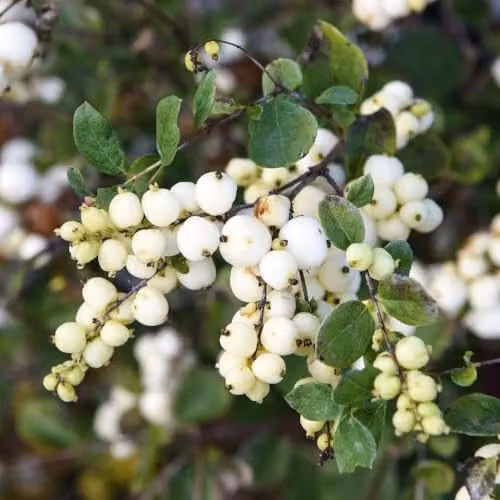Thompson & Morgan Symphoricarpos Magical Galaxy Hardy Deciduous Shrub with White Berries, 9cm Pot – 1