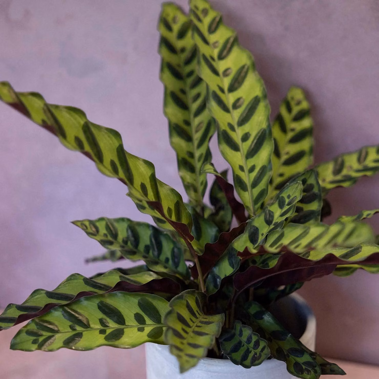 Primrose Calathea Insignis Goeppertia Lancifolia Indoor Plant in a Green and Purple Concrete Pot, Height: 50 cm, Pot Diameter: 14 cm – 4