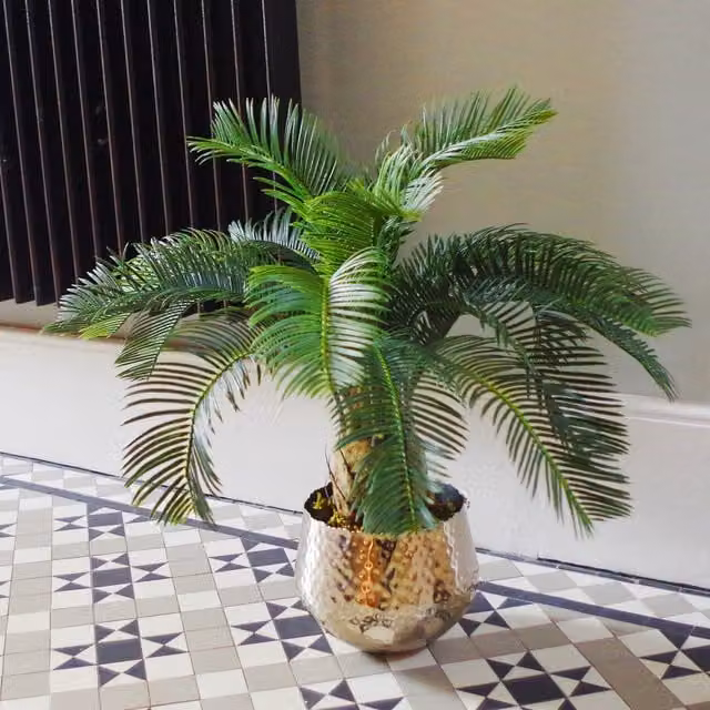 Leaf Design UK Artificial Cycas Palm Tropical Tree, Green and Black, Height: 60 cm