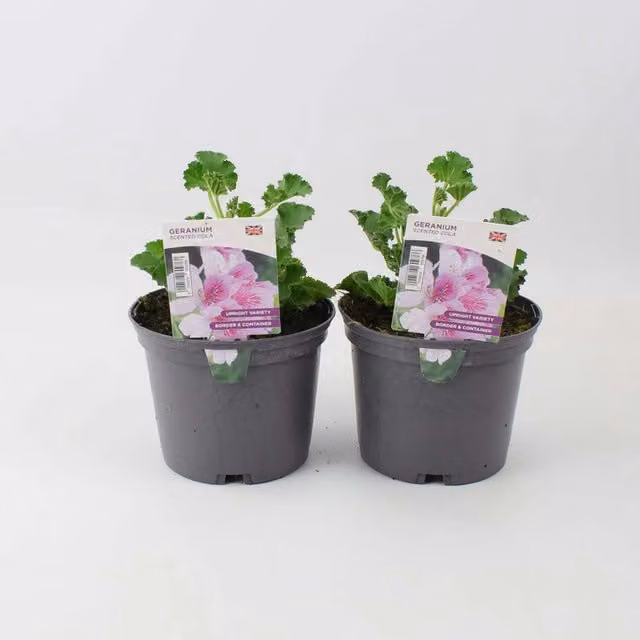 Plants by Post Scented Cola Geranium Pelargonium Bedding Plants, 2 x 1L Pots, Pink and Green