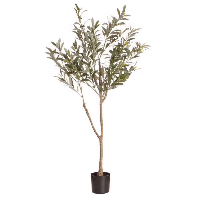 Scottish Everlastings Ltd 120 cm Green Mediterranean Olive Tree – 3