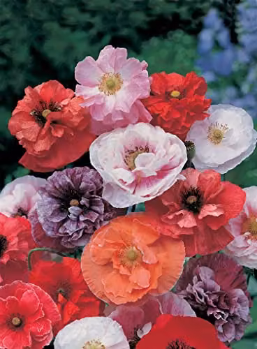 Mr Fothergill's Dawn Chorus Multicolour Poppy Flower Seeds, 500 g – 3