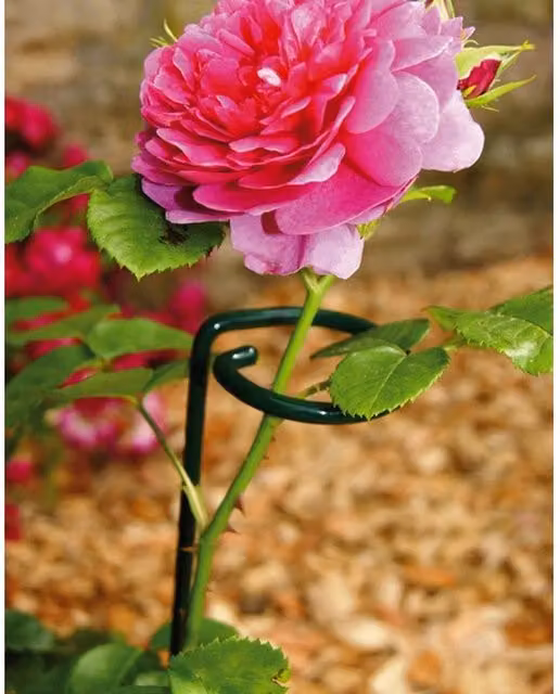 Poppyforge Small Single Stem Plant Support, Pack of 4, Green Steel, W: 5.1 cm, D: 5.1 cm, H: 61 cm