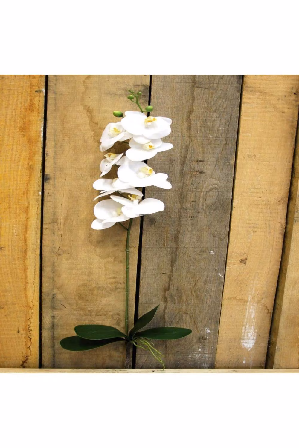 KDMD White Phalaenopsis Orchid Spray – 2