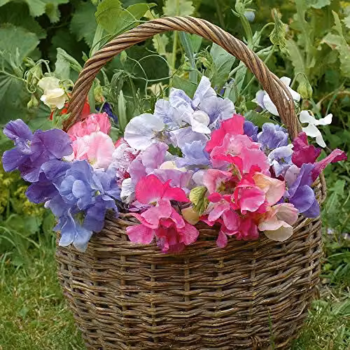 Thompson & Morgan Sweet Dreams Sweet Pea Multicolour Flower Seeds