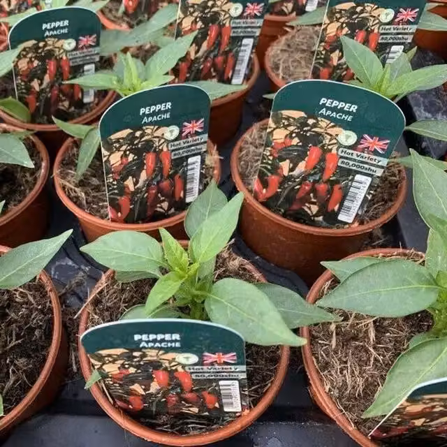 Plants By Post Apache Hot Pepper Plants, Red, Pack of 3, 9cm Pots
