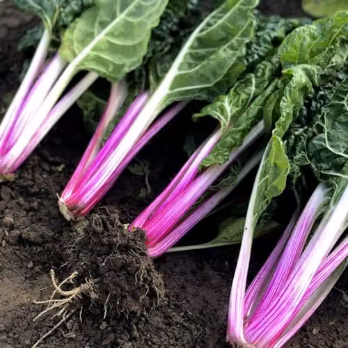 Thompson & Morgan Swiss Chard Peppermint Seeds, Multicolour Candy-Striped Edible Foliage Vegetable Seeds – 1