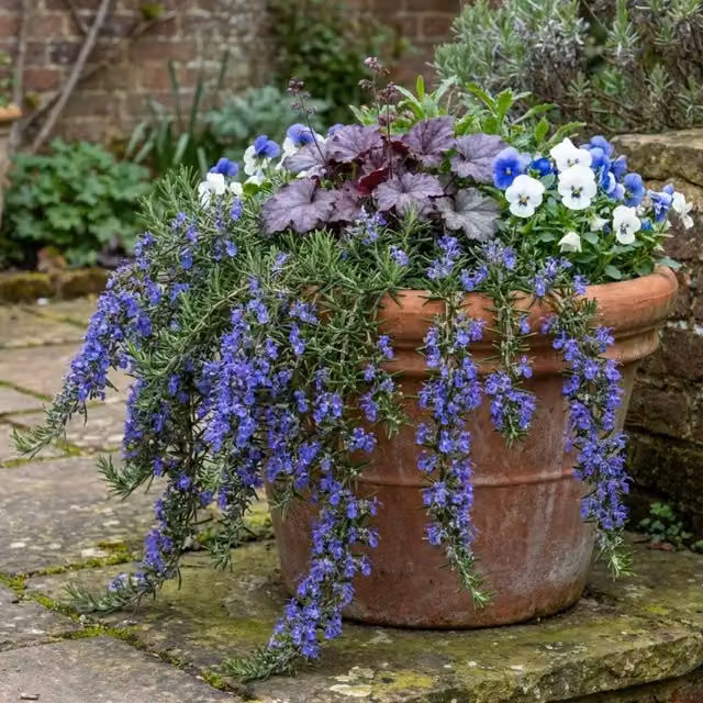 Plants by Post Salvia Potted Outdoor Hedge Plant in Green, Silver and Blue