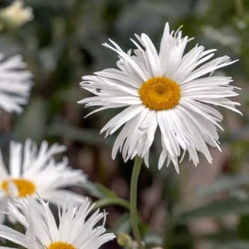 Thompson and Morgan Leucanthemum Crazy Daisy White Flowering Hardy Perennial, 60 Plug Plants – 4