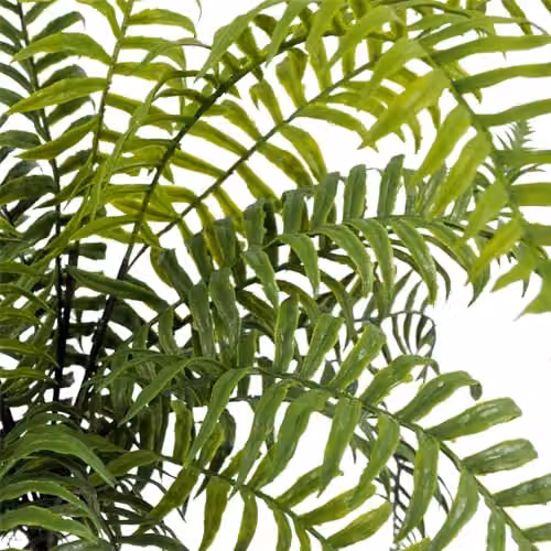 Leaf Design UK Artificial Boston Fronded Fern Plant, Green, Height: 50 cm – 5