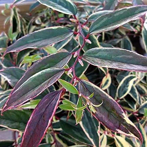 Thompson and Morgan Leucothoe fontanesiana Whitewater Evergreen Hardy Ornamental Shrub with White Flowers and Variegated Foliage, 3.6-Litre – 4