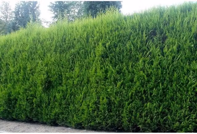 Direct Plants Leylandii Cupressocyparis Hedging Trees in Green Pots