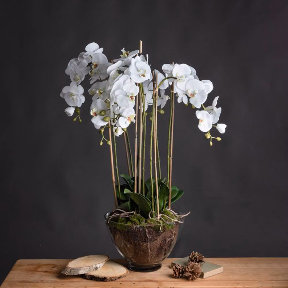 Lemon Pavilion Large White Artificial Orchid in a Transparent Glass Pot, W: 70 cm, D: 70 cm, H: 88 cm – 2
