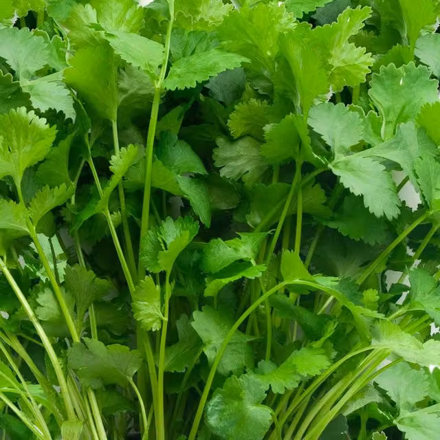 Marshalls Garden Coriander Cruiser Herb Seeds, 250 Pack, Green