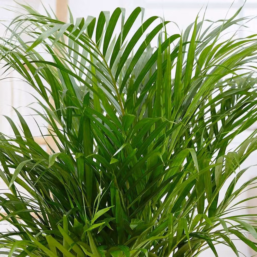 Primrose Plant Theory Chrysalidocarpus Lutescens Palm in a 17cm Green Pot – 2