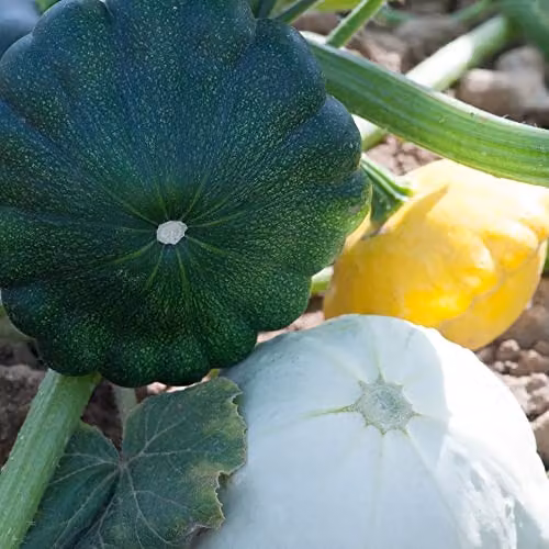 Thompson and Morgan Patty Pan Squash Summer Mix F1 Hybrid Cucurbita Pepo Vegetable Seeds, Approx. 6 Seeds – 2
