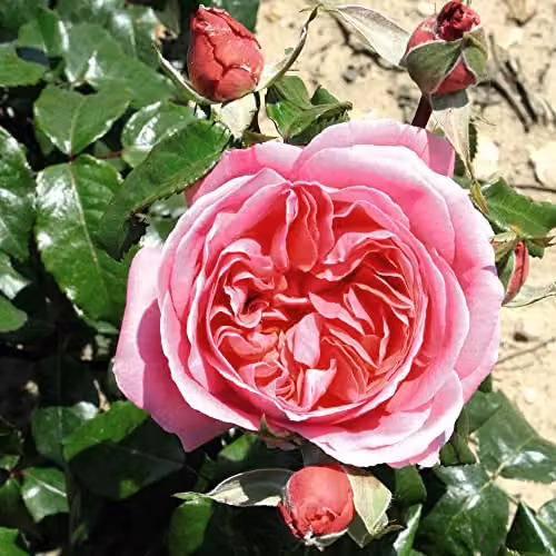 Thompson and Morgan Special Anniversary Hybrid Tea Rose Bare Root Plant with Scented Double Pink Blooms – 2