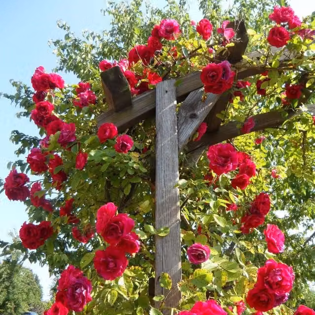 Marshalls Garden Starlight Express Climbing Rose, Pink Perennial