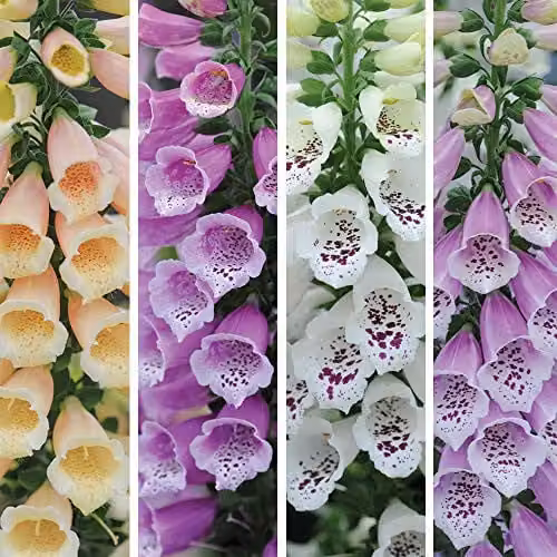 Thompson & Morgan Digitalis Dalmatian Mixed Foxglove Plug Plants, 6 Mixed Colour Plants