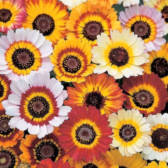 Unwins Chrysanthemum Tricolour Mix Flower Seeds, Multicolour