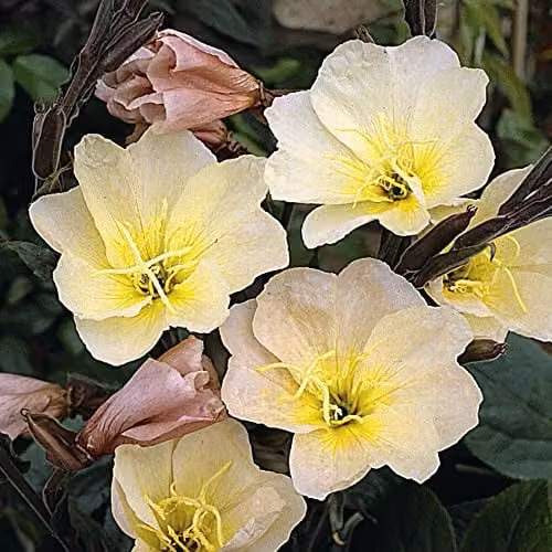 Thompson and Morgan Oenothera Lemon Sunset Evening Primrose Seeds with Yellow Blooms, 30 Seeds – 1