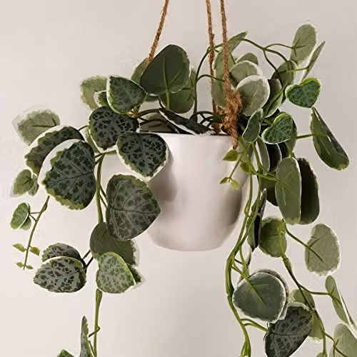 Leaf String of Hearts Artificial Hanging Green Plant with White Pot, Height: 90 cm – 3