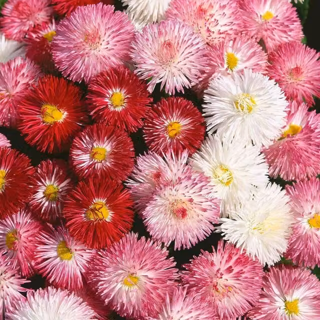 Unwins Clutch of Pearls Bellis Flower Seeds, Multicolour