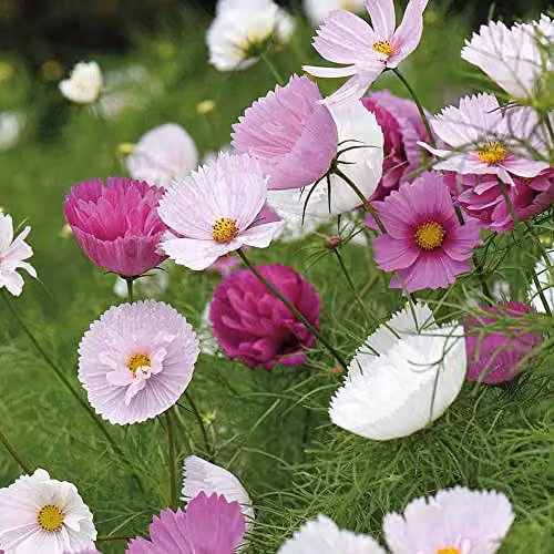 Thompson and Morgan Cosmos Bippinnatus Cupcakes and Saucers Pink Flower Seeds (50 Seeds)