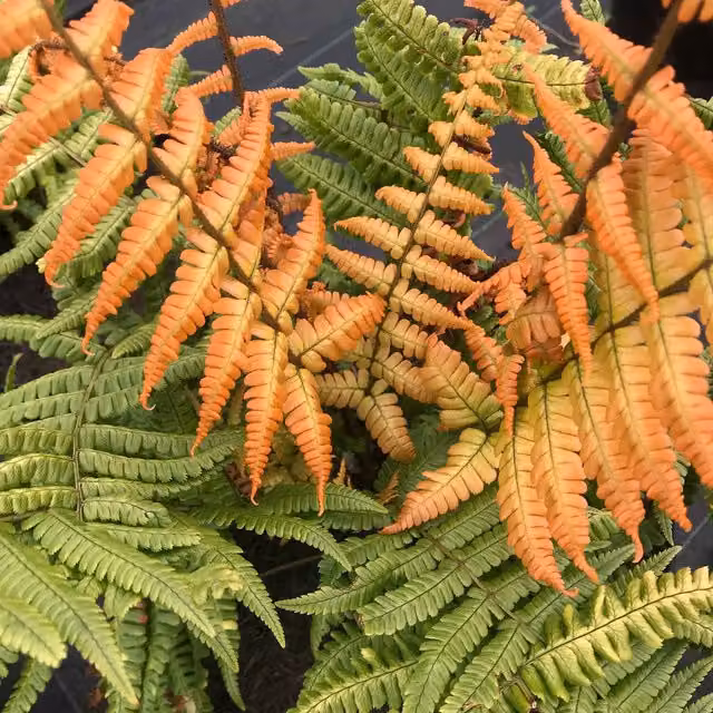 Marshalls Garden Dryopteris Jurassic Gold Fern Plant, Pack of 3, Green and Yellow Ornamental Perennial