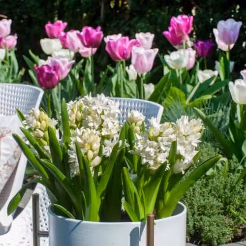 Thompson & Morgan Hyacinth Snow Crystal Fragrant Double White Hardy Perennial Bulbs, 10 Bulbs – 2