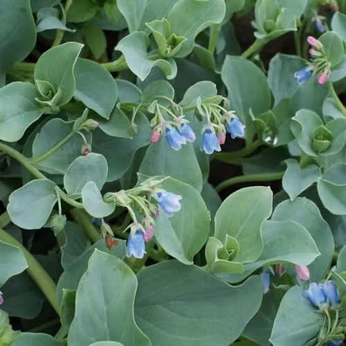 Thompson & Morgan Oyster Leaf Mertensia maritima Plant Seeds, 8 Seeds per Packet