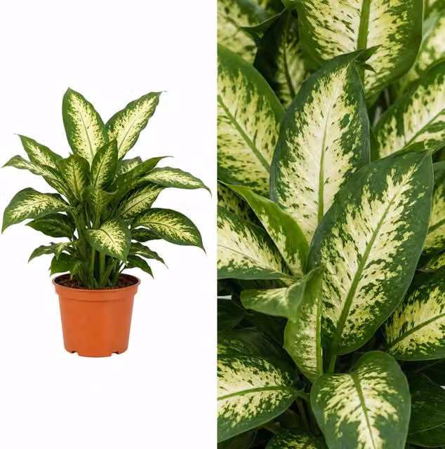 Plants By Post Dieffenbachia Camilla Dumb Cane Houseplant, Green, 1L