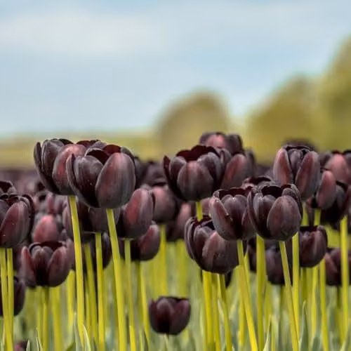 Thompson & Morgan Black Satin Tulip Bulbs, 16 Bulbs