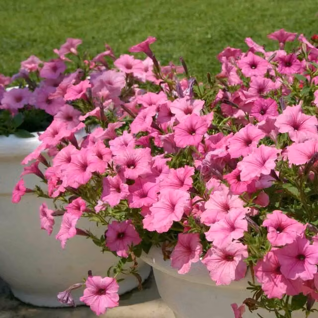 Marshalls Garden Supertunia Vista Bubblegum Pink Trailing Bedding Plant