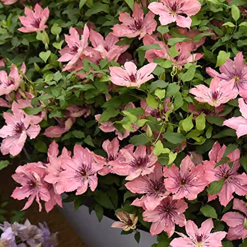 Thompson and Morgan Clematis Sarah Elizabeth Compact Deciduous Climbing Shrub with Pink Blooms, 3-Litre Potted Plant – 5