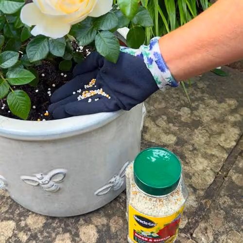 Miracle-Gro Premium Rose and Shrub Continuous Release Plant Food, 900g – 4