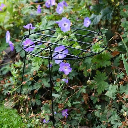 Garden Gear Black Metal Round Grow Through Grid Plant Support, Height: 50 cm, W/D/H: 30 x 30 x 50 cm – 2