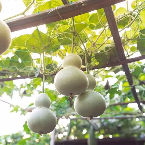 Thompson and Morgan Bird House Calabash Bottle Gourd Seeds, 6 Seeds, Green and Multicolour Climber
