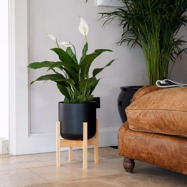Ivyline Lisbon Anthracite Pot and Black Wood Stand, Diameter: 26 cm