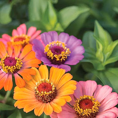 Thompson and Morgan Zinnia Forecast Elegans Ornamental Flower Seeds, 40 Seeds per Packet, Multicolour – 2