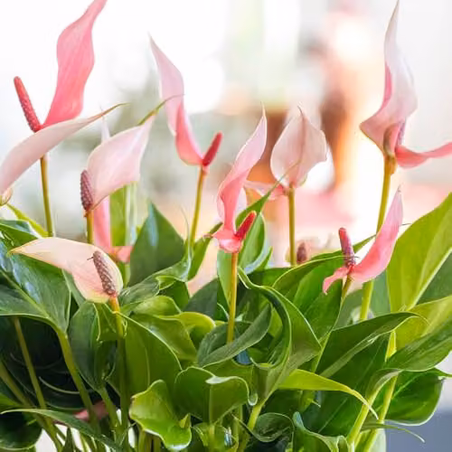 YouGarden Anthurium Lilli Pink Flamingo Flower Indoor Houseplant in 17cm Pot – 2