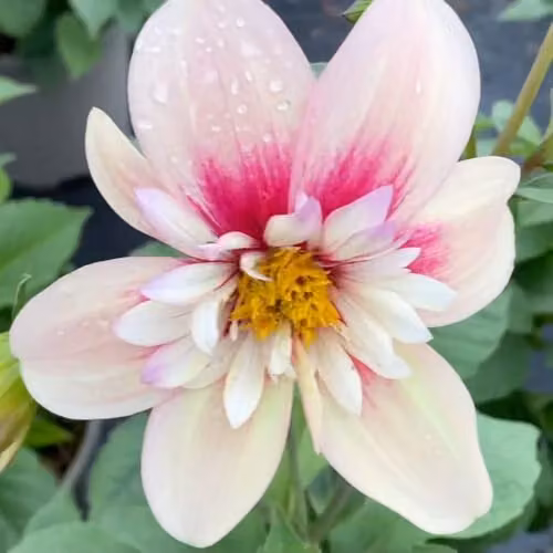 Thompson & Morgan Dahlia Rhubarb & Custard Perennial with Peach and Pink Blooms, 3 Litre Pot